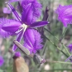 Thysanotus tuberosus subsp. tuberosus (Common Fringe-lily) at Little Taylor Grasslands - 7 Nov 2020 by RosemaryRoth