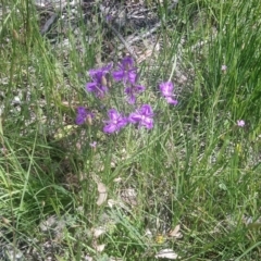 Thysanotus tuberosus subsp. tuberosus at Kambah, ACT - 7 Nov 2020