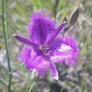 Thysanotus tuberosus subsp. tuberosus at Kambah, ACT - 7 Nov 2020 02:52 PM