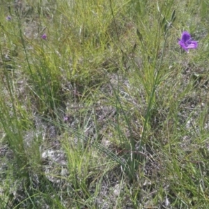 Thysanotus tuberosus subsp. tuberosus at Kambah, ACT - 7 Nov 2020 02:52 PM