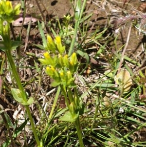 Sebaea ovata at Forde, ACT - 6 Nov 2020