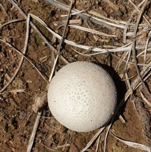 zz puffball at Forde, ACT - 6 Nov 2020 03:55 PM