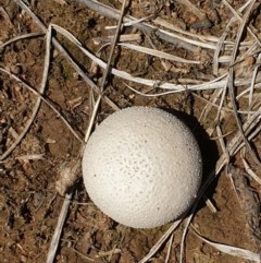 zz puffball at Forde, ACT - 6 Nov 2020 by JSchofield