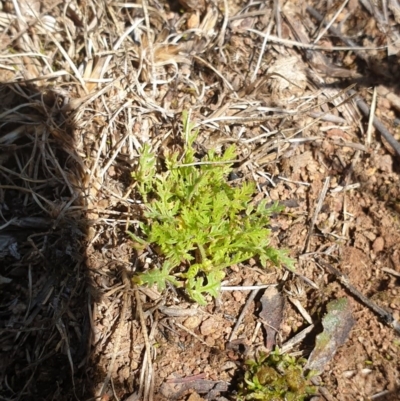 Cotula australis (Common Cotula, Carrot Weed) at Goorooyarroo NR (ACT) - 6 Nov 2020 by JSchofield