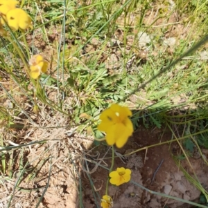 Goodenia pinnatifida at Forde, ACT - 6 Nov 2020