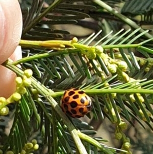 Harmonia conformis at Forde, ACT - 6 Nov 2020