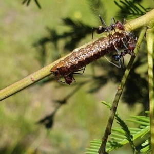 Jalmenus ictinus at Forde, ACT - 6 Nov 2020