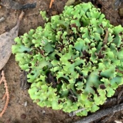 Heterodea sp. (A lichen) at Murrumbateman, NSW - 5 Oct 2020 by SimoneC