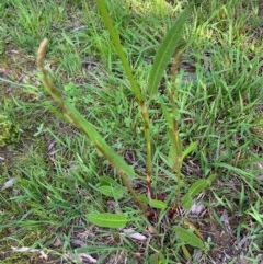 Rumex brownii (Slender Dock) at Murrumbateman, NSW - 3 Oct 2020 by SimoneC