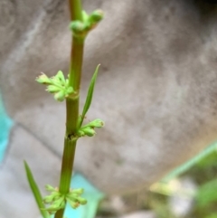 Rumex brownii at Murrumbateman, NSW - 3 Oct 2020