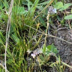 Myosotis discolor (Forget-me-not) at Murrumbateman, NSW - 3 Oct 2020 by SimoneC