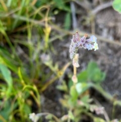 Myosotis discolor at Murrumbateman, NSW - 3 Oct 2020 07:46 PM