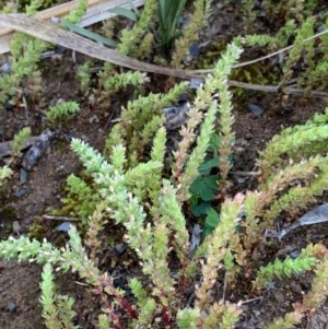 Crassula sieberiana at Murrumbateman, NSW - 3 Oct 2020