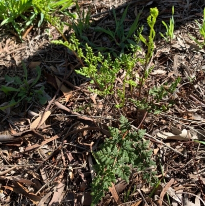 Cheilanthes sieberi (Rock Fern) at Murrumbateman, NSW - 3 Oct 2020 by SimoneC