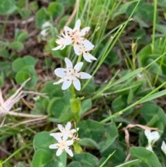 Wurmbea dioica subsp. dioica (Early Nancy) at Murrumbateman, NSW - 3 Oct 2020 by SimoneC