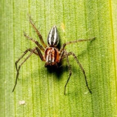 Oxyopes sp. (genus) (Lynx spider) at Macgregor, ACT - 7 Nov 2020 by Roger