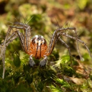 Oxyopes sp. (genus) at Macgregor, ACT - 7 Nov 2020