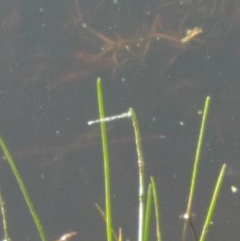 Zygoptera (suborder) (Damselfly) at Forde, ACT - 6 Nov 2020 by Patricia