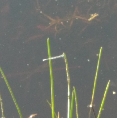 Zygoptera (suborder) (Damselfly) at Goorooyarroo NR (ACT) - 6 Nov 2020 by Patricia