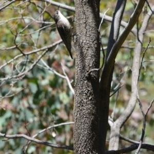 Cormobates leucophaea at Greenleigh, NSW - 7 Nov 2020 02:00 PM