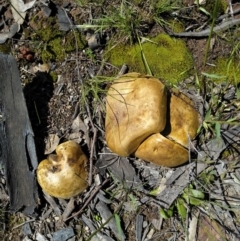 Phylloporus sp. at Forde, ACT - 6 Nov 2020