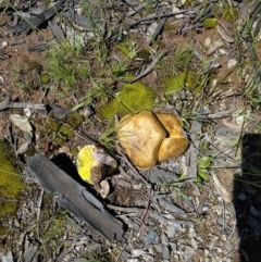 Phylloporus sp. at Forde, ACT - 6 Nov 2020