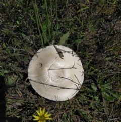 Agaricus sp. (Agaricus) at Goorooyarroo NR (ACT) - 6 Nov 2020 by Patricia