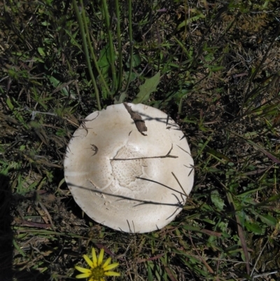 Agaricus sp. (Agaricus) at Forde, ACT - 6 Nov 2020 by Patricia