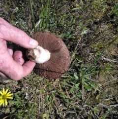 Agaricus sp. at Forde, ACT - 6 Nov 2020 04:17 PM