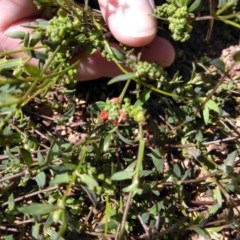 Einadia nutans (Climbing Saltbush) at Goorooyarroo NR (ACT) - 6 Nov 2020 by Patricia