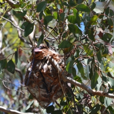 Philemon corniculatus (Noisy Friarbird) at Greenleigh, NSW - 7 Nov 2020 by LyndalT