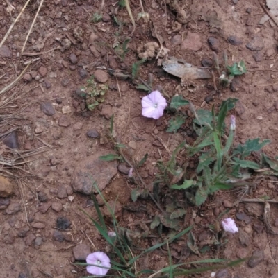 Convolvulus angustissimus subsp. angustissimus (Australian Bindweed) at Forde, ACT - 6 Nov 2020 by Patricia