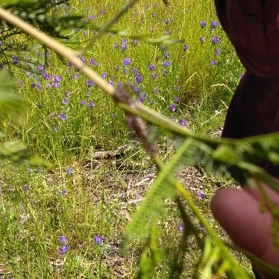 Unidentified Insect at Goorooyarroo NR (ACT) - 6 Nov 2020 by Patricia