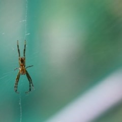 Argiope (genus) (A St. Andrew's cross spider) at Greenleigh, NSW - 7 Nov 2020 by LyndalT