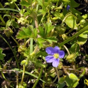 Erodium crinitum at Forde, ACT - 6 Nov 2020