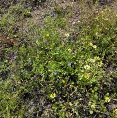 Erodium crinitum at Forde, ACT - 6 Nov 2020 12:18 PM