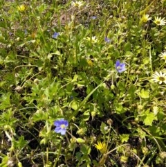 Erodium crinitum at Forde, ACT - 6 Nov 2020 12:18 PM