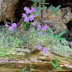 Glycine clandestina (Twining Glycine) at Wee Jasper State Forest - 2 Nov 2020 by SimoneC