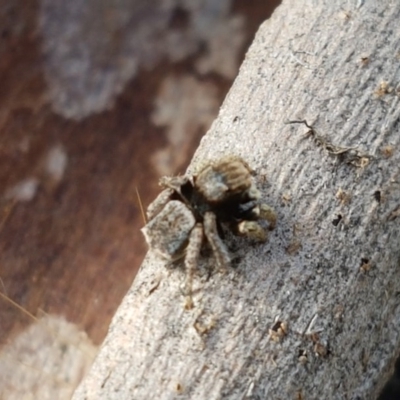 Maratus vespertilio (Bat-like peacock spider) at Holt, ACT - 7 Nov 2020 by tpreston