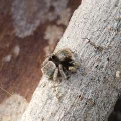 Maratus vespertilio at Holt, ACT - 7 Nov 2020