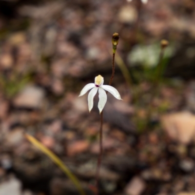 Caladenia moschata (Musky Caps) at Booth, ACT - 5 Nov 2020 by Jek