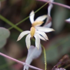 Caladenia moschata at Booth, ACT - suppressed