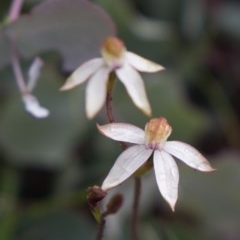 Caladenia moschata at Booth, ACT - suppressed