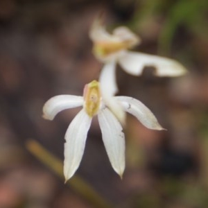 Caladenia moschata at Booth, ACT - suppressed