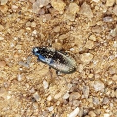 Harpalini sp. (tribe) (Harpaline carab beetle) at Holt, ACT - 7 Nov 2020 by trevorpreston
