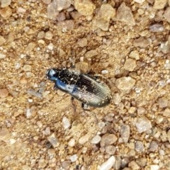 Harpalini sp. (tribe) (Harpaline carab beetle) at Holt, ACT - 7 Nov 2020 by tpreston