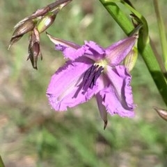 Arthropodium fimbriatum (Nodding Chocolate Lily) at Bruce, ACT - 6 Nov 2020 by JVR