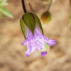 Erodium sp. (A Storksbill) at Molonglo River Reserve - 7 Nov 2020 by tpreston