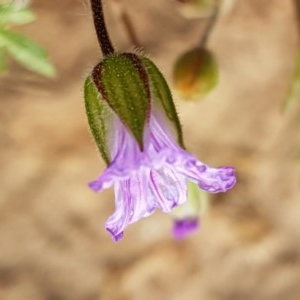 Erodium sp. at Molonglo River Reserve - 7 Nov 2020 04:26 PM