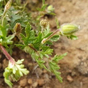 Erodium sp. at Molonglo River Reserve - 7 Nov 2020